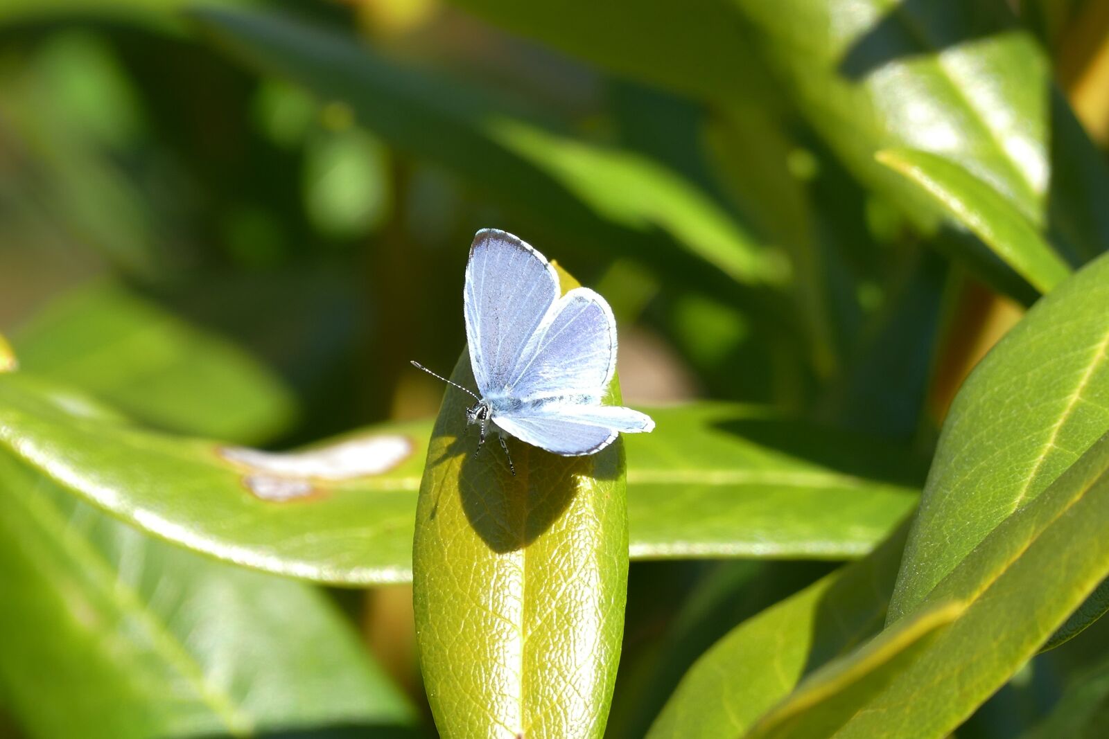 Panasonic Lumix DMC-FZ1000 sample photo. Boomblauwtje, small, butterfly photography