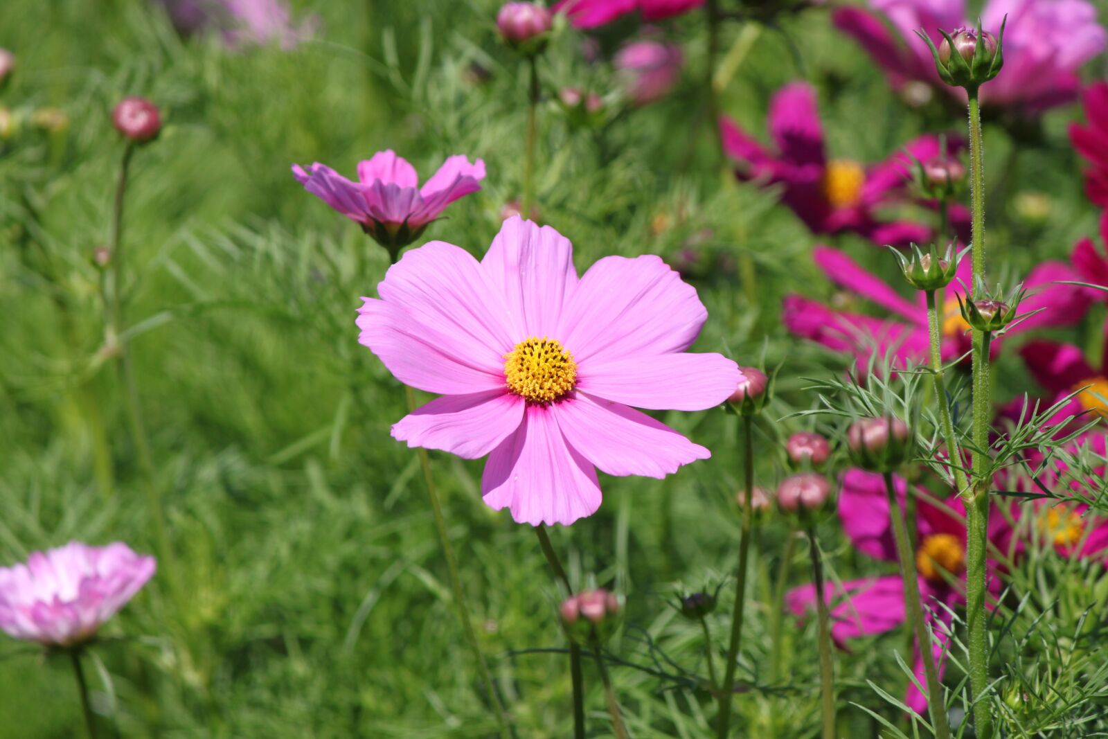 Canon EOS 500D (EOS Rebel T1i / EOS Kiss X3) sample photo. Flower, pink, garden photography
