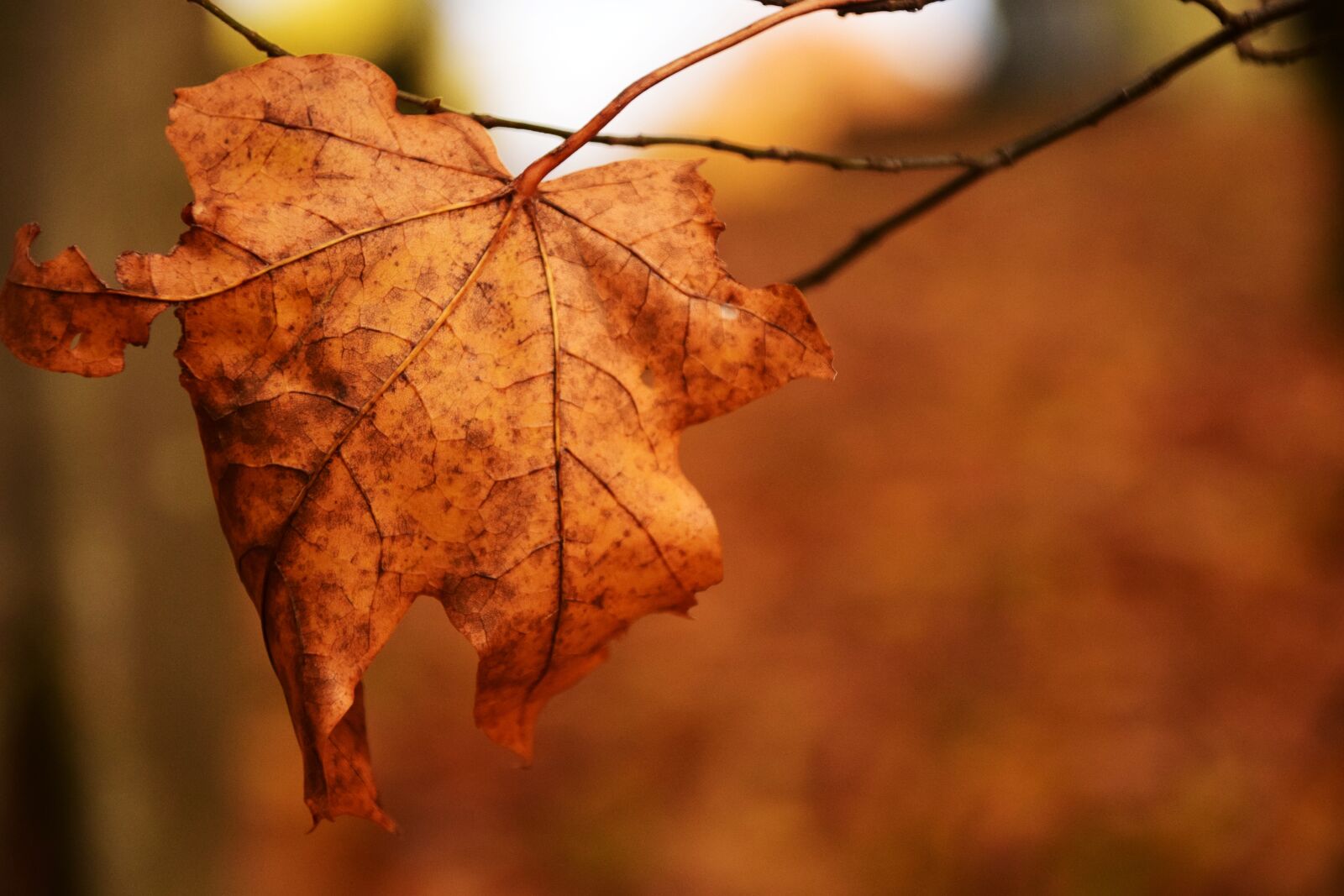 Nikon D3300 sample photo. Leaf, nature, autumn photography