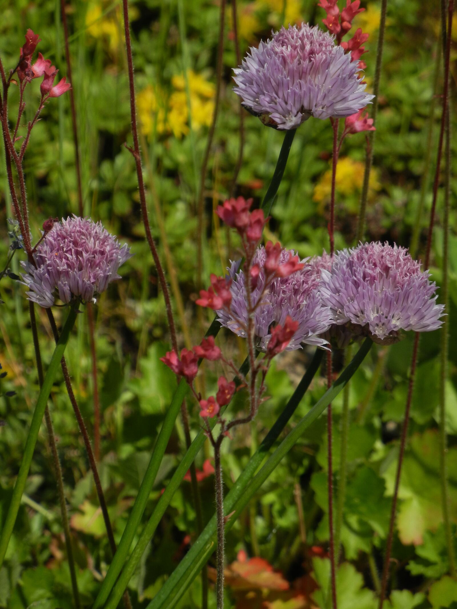 Nikon Coolpix S8100 sample photo. Summer meadow, flowers, purple photography