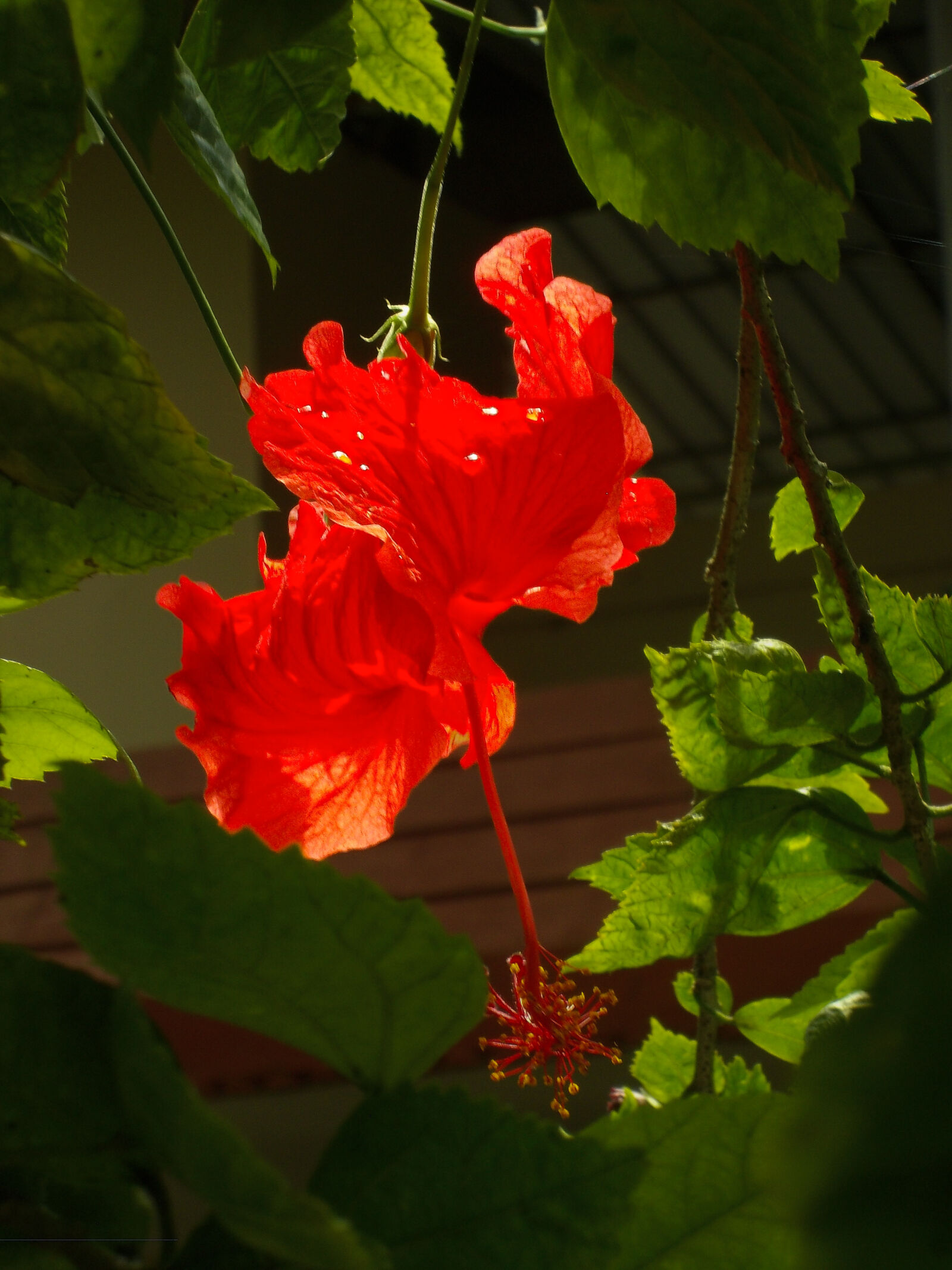 Nikon COOLPIX L25 sample photo