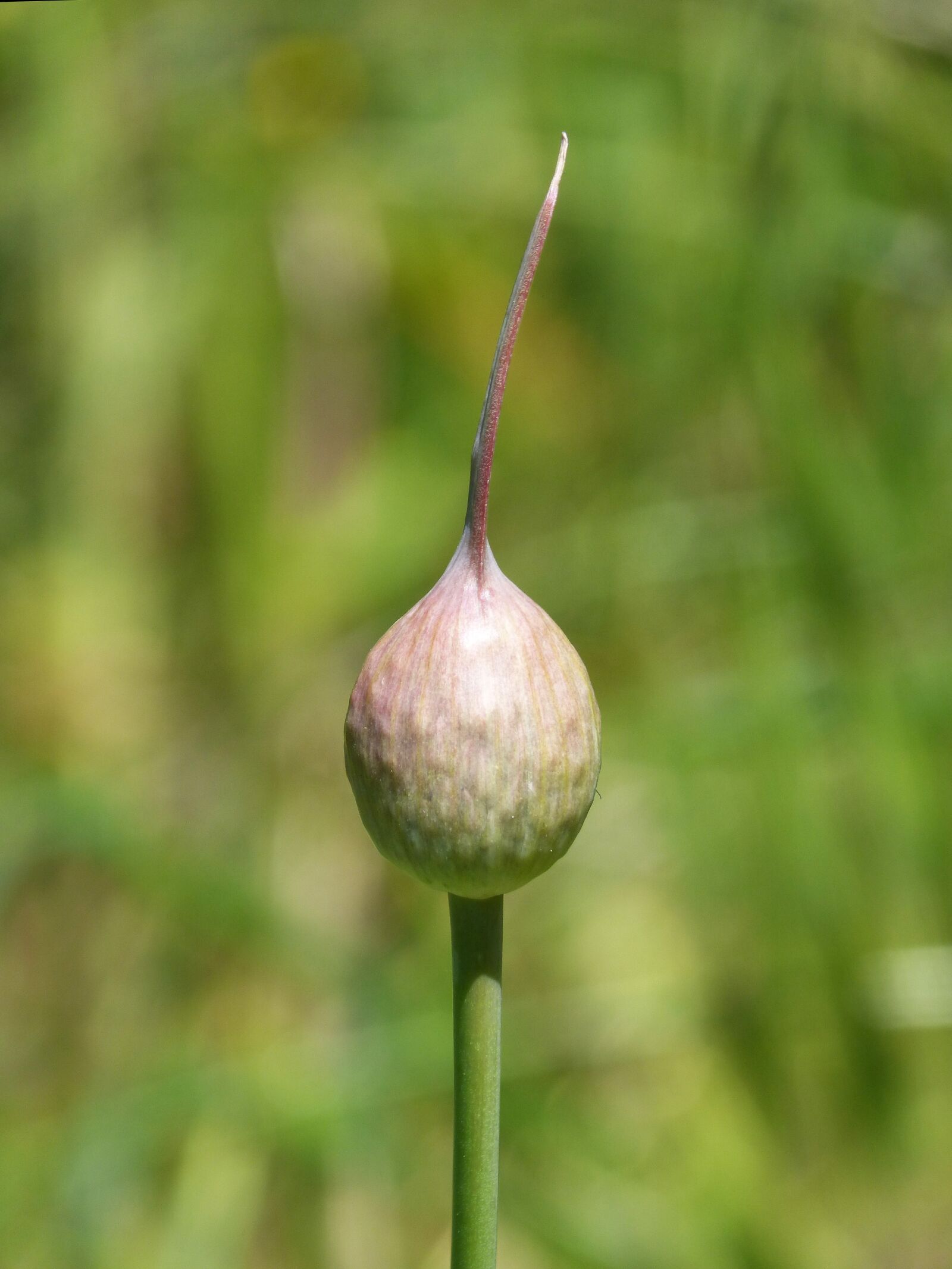 Panasonic DMC-FZ62 sample photo. Garlic, garlic flower, seeds photography