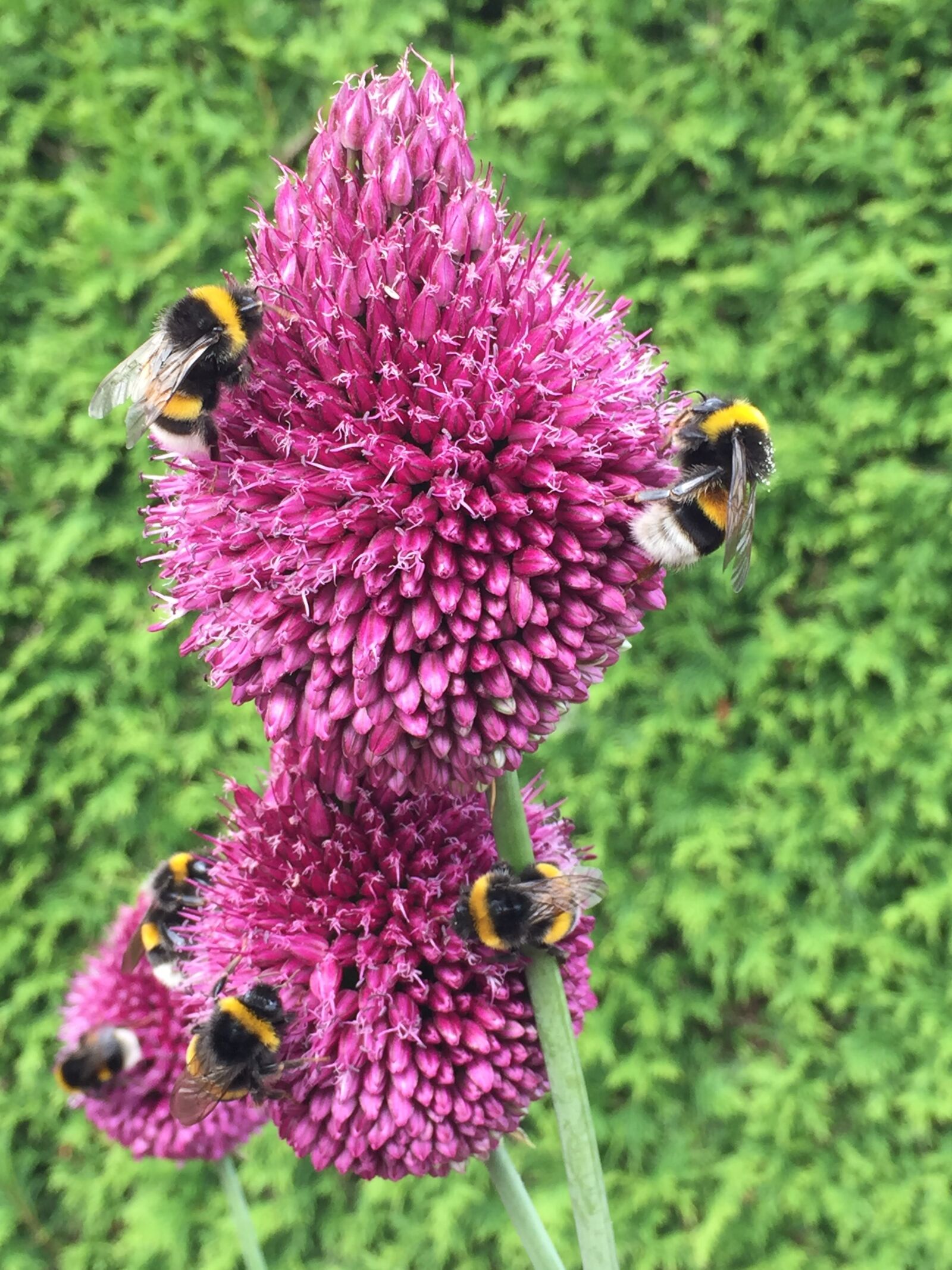 Apple iPhone 6 sample photo. Bees, green, blossom photography