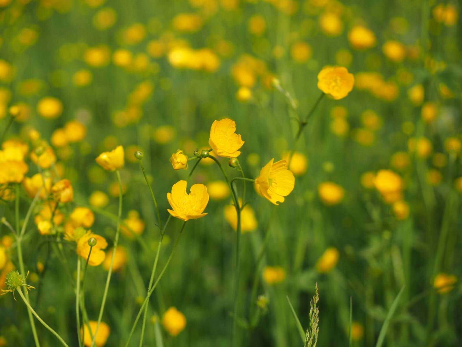 Olympus OM-D E-M1 + Olympus M.Zuiko Digital ED 12-40mm F2.8 Pro sample photo. Buttercup, pointed flower, flowers photography
