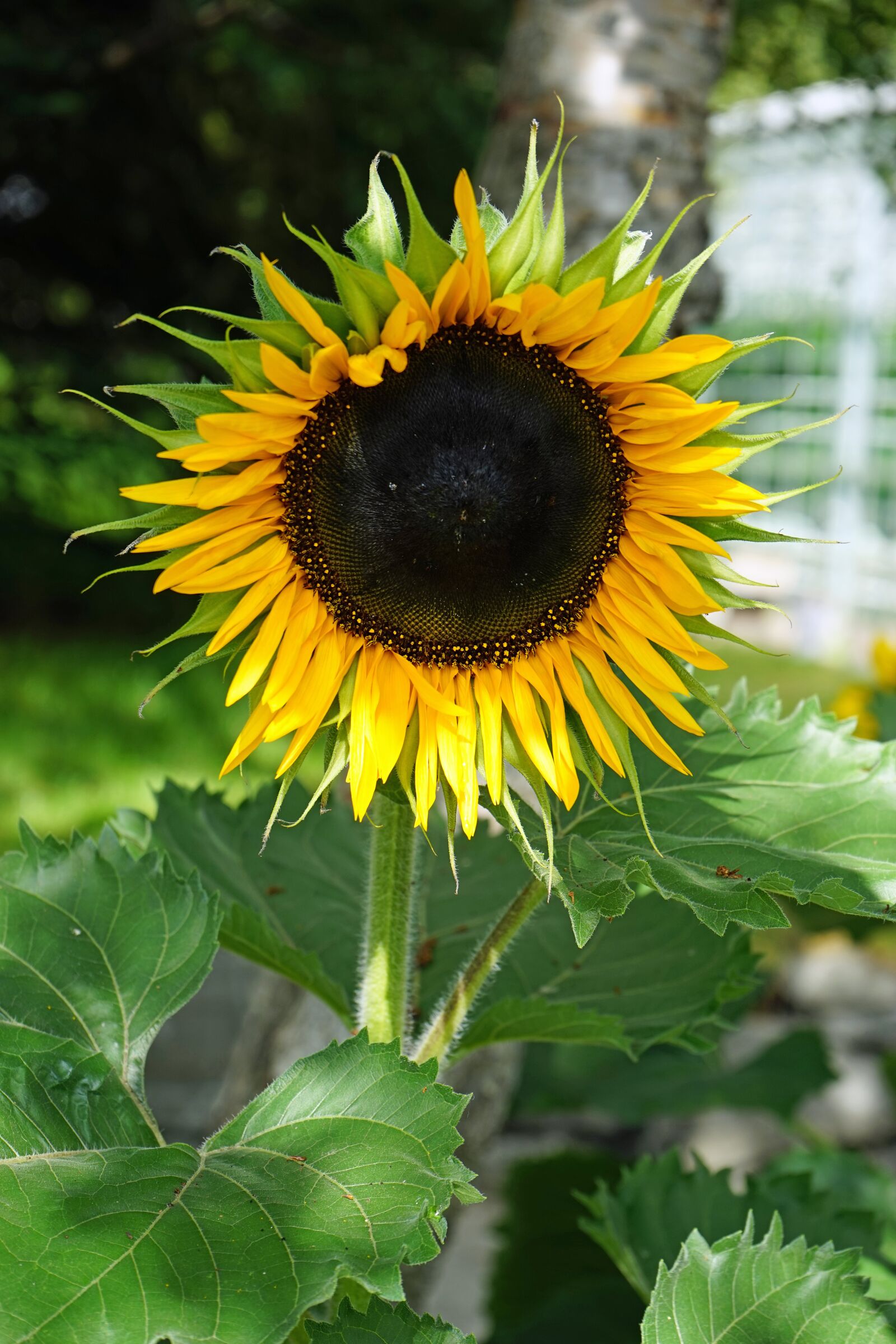 Sony a7 + Sony FE 28-70mm F3.5-5.6 OSS sample photo. Sunflower, flower, summer photography