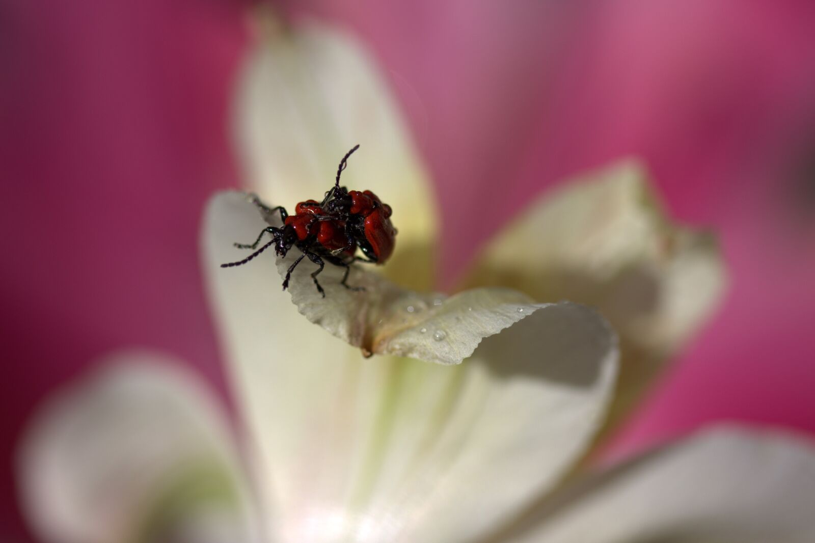 Canon EOS 700D (EOS Rebel T5i / EOS Kiss X7i) sample photo. Insects, red, mating photography