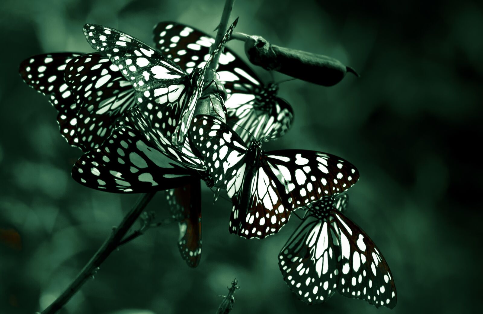 Nikon D7000 sample photo. Nature, butterfly, insect photography