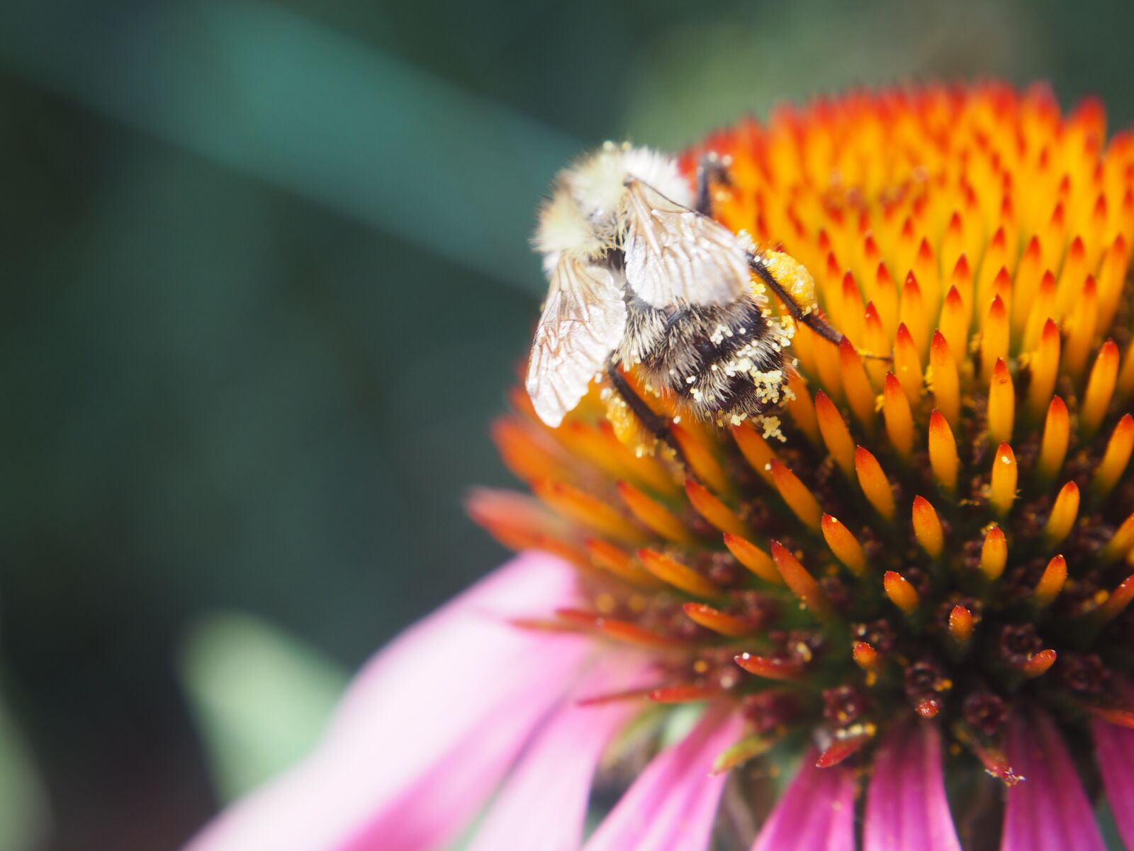Olympus OM-D E-M10 sample photo. Bee, blossom, bloom photography