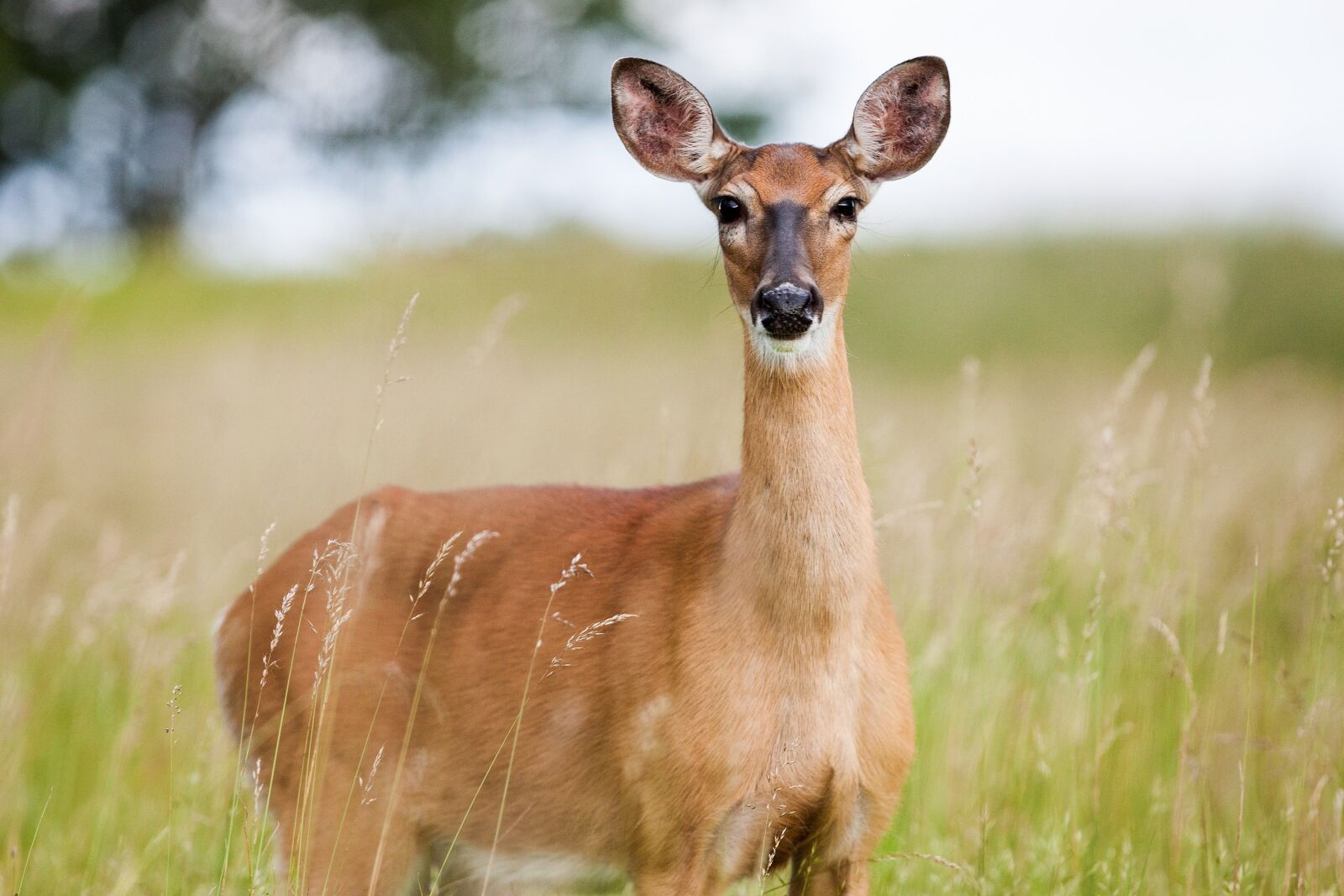 Canon EOS-1Ds Mark III + Canon EF 300mm F2.8L IS USM sample photo. Roe deer, deer, animal photography