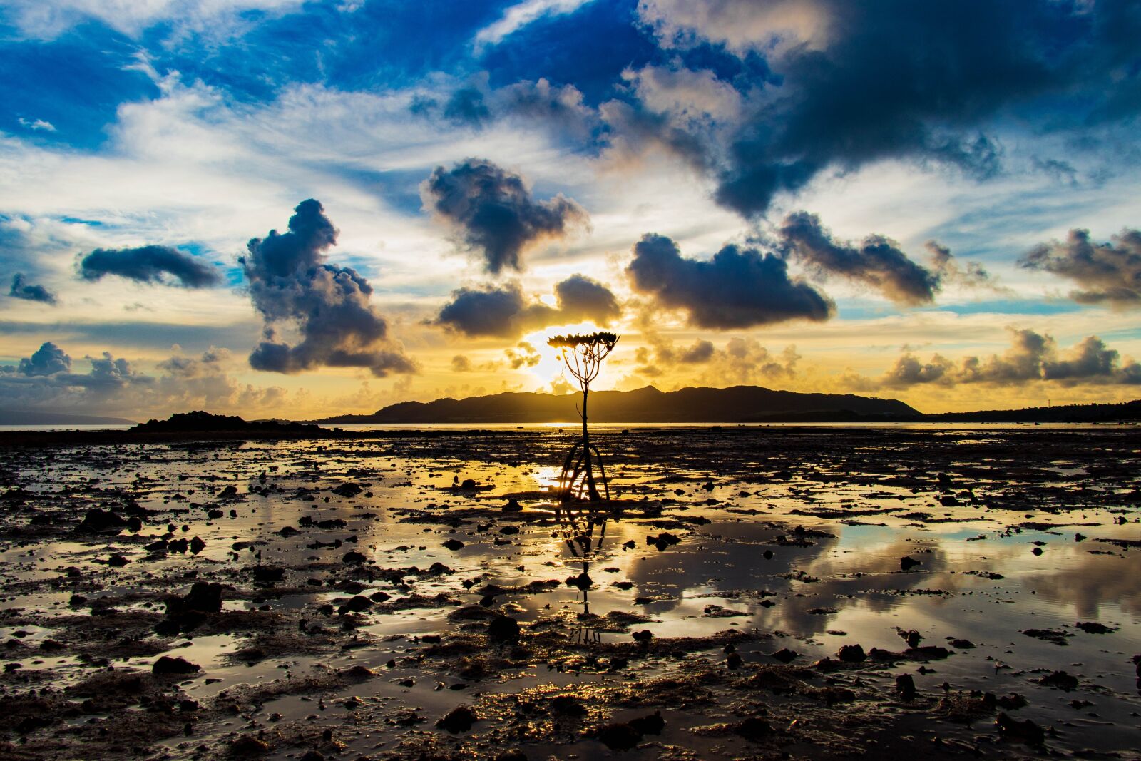 Canon EF-S 18-135mm F3.5-5.6 IS USM sample photo. Mangrove, sun, water photography