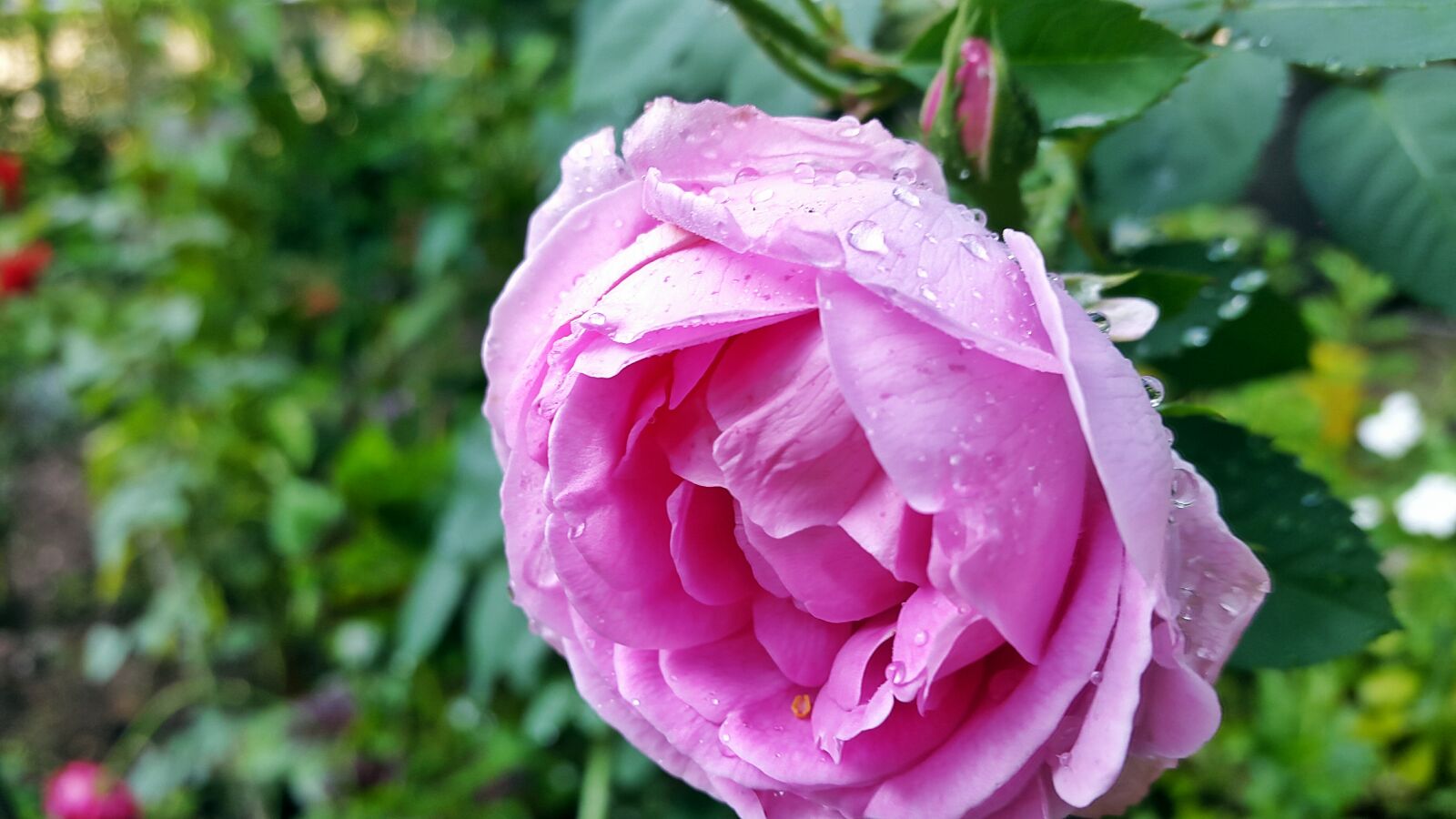 Samsung Galaxy S5 sample photo. Selective, focus, photography, of photography