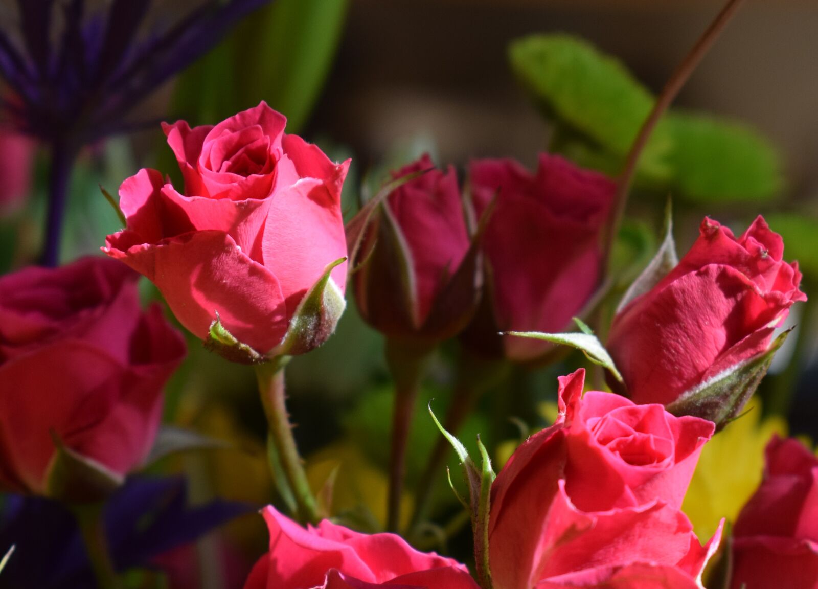 Nikon D3300 sample photo. Miniature red roses, bouquet photography