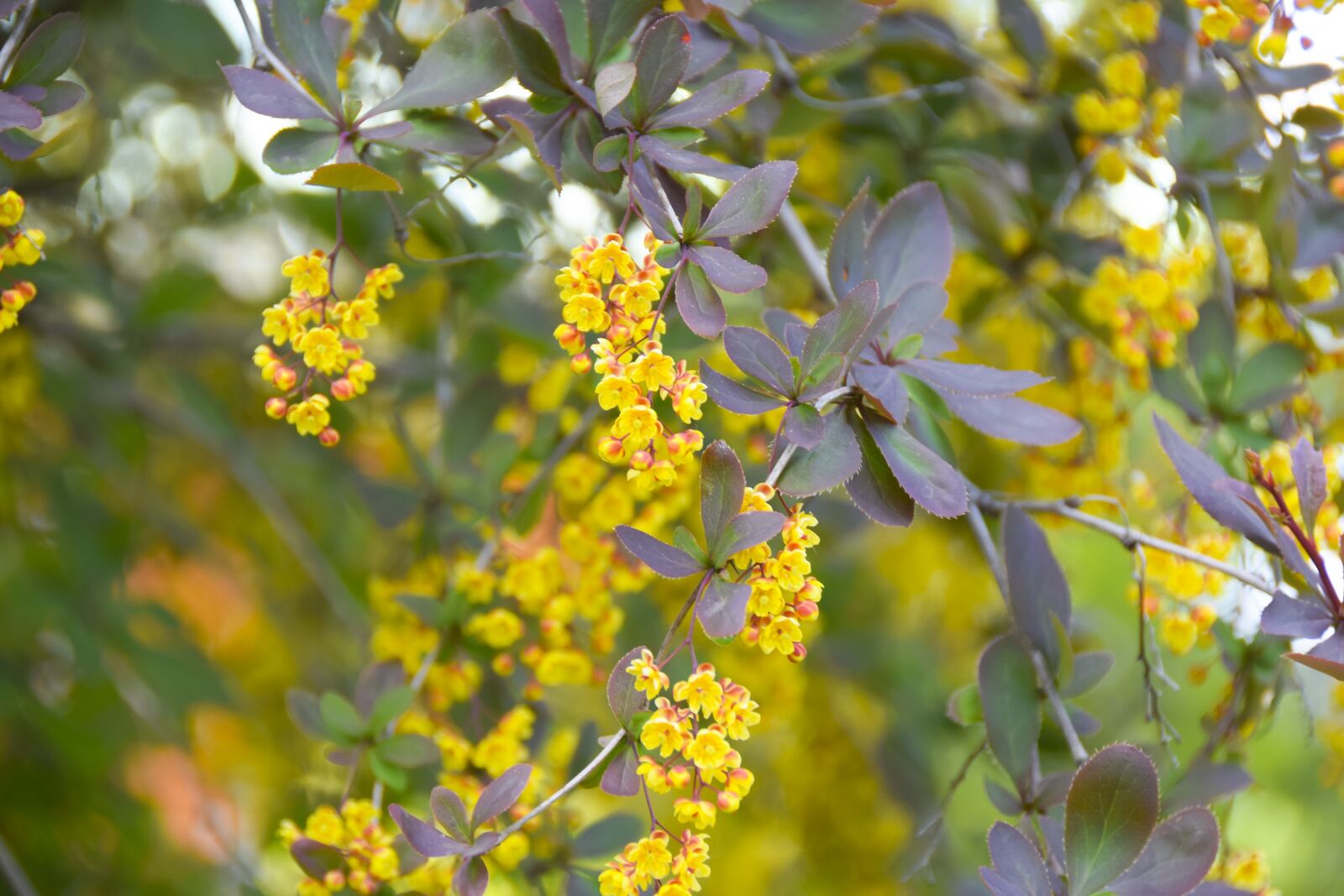 Nikon D5300 sample photo. Flower, nature, yellow photography