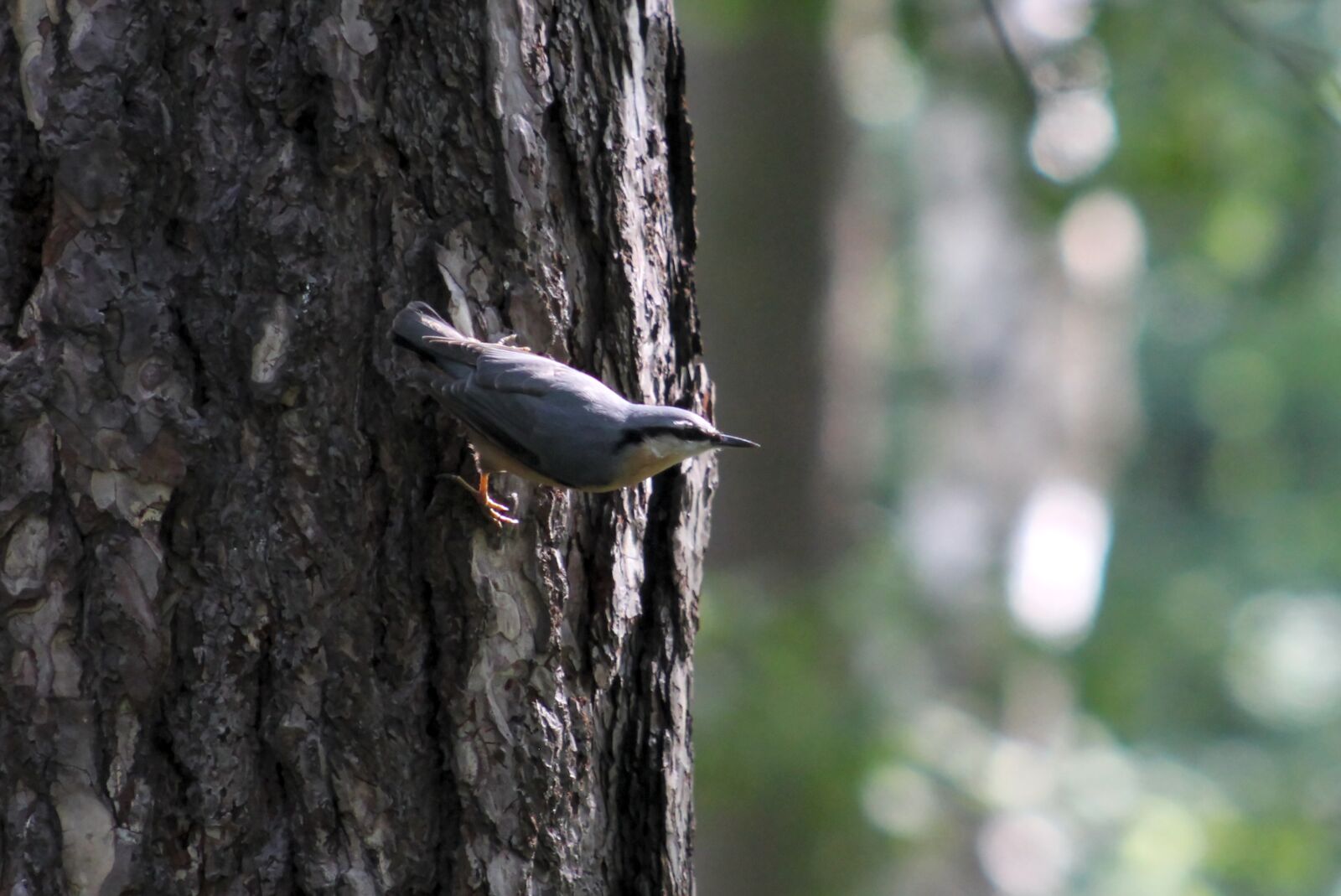 Canon EOS 550D (EOS Rebel T2i / EOS Kiss X4) sample photo. Kleiber, nature, bird photography