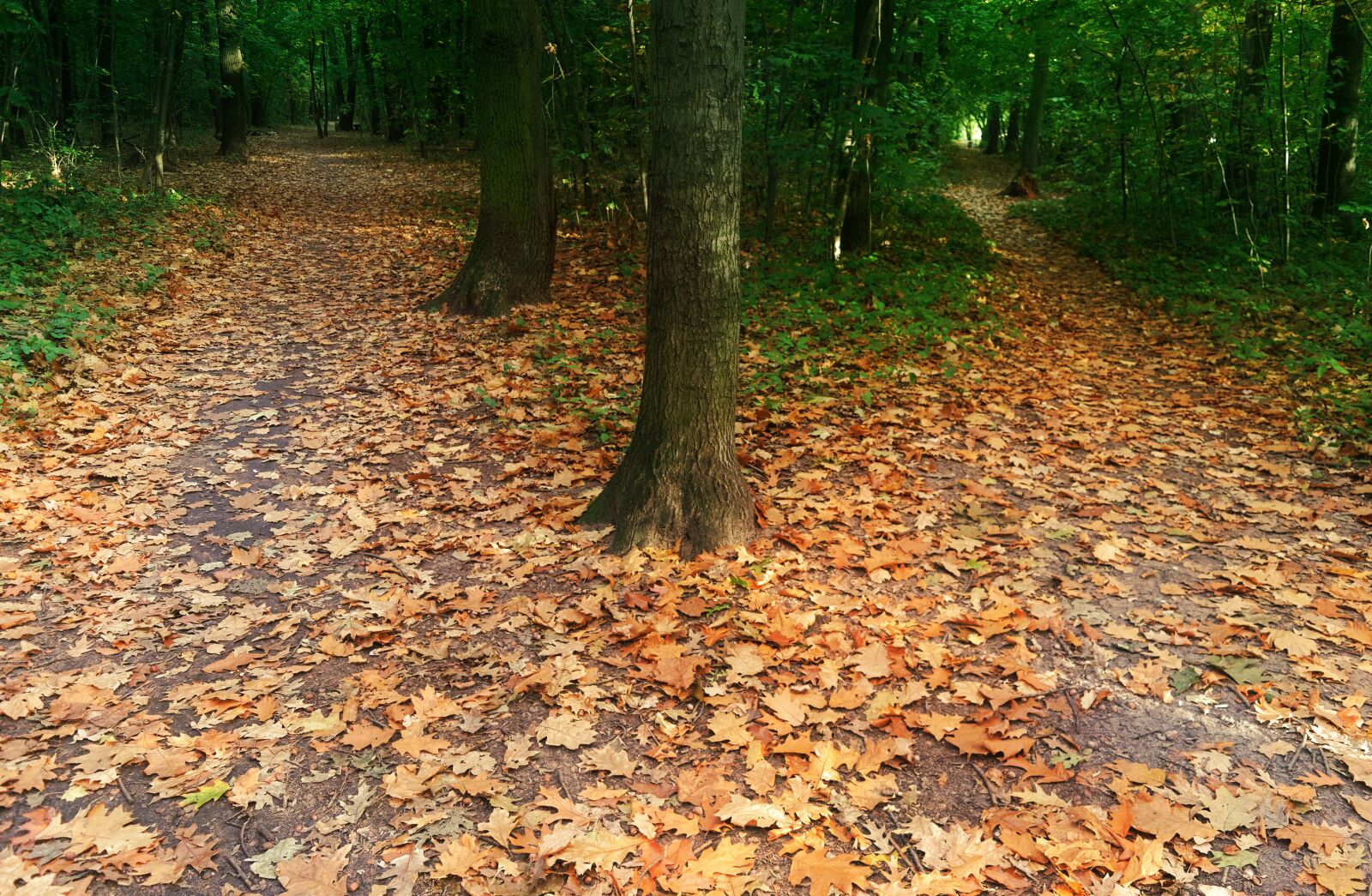 Nikon D3100 sample photo. Landscape, nature, forest photography