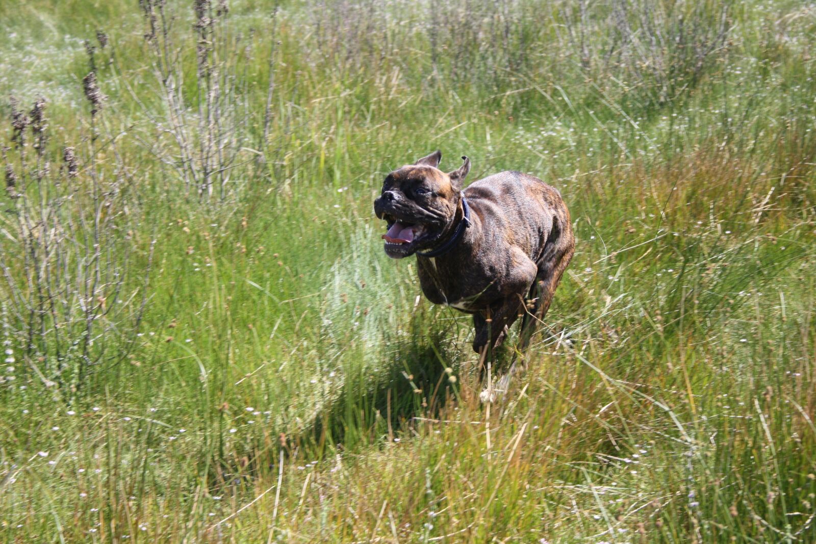 Canon EOS 1000D (EOS Digital Rebel XS / EOS Kiss F) sample photo. Boxer, dog, career photography