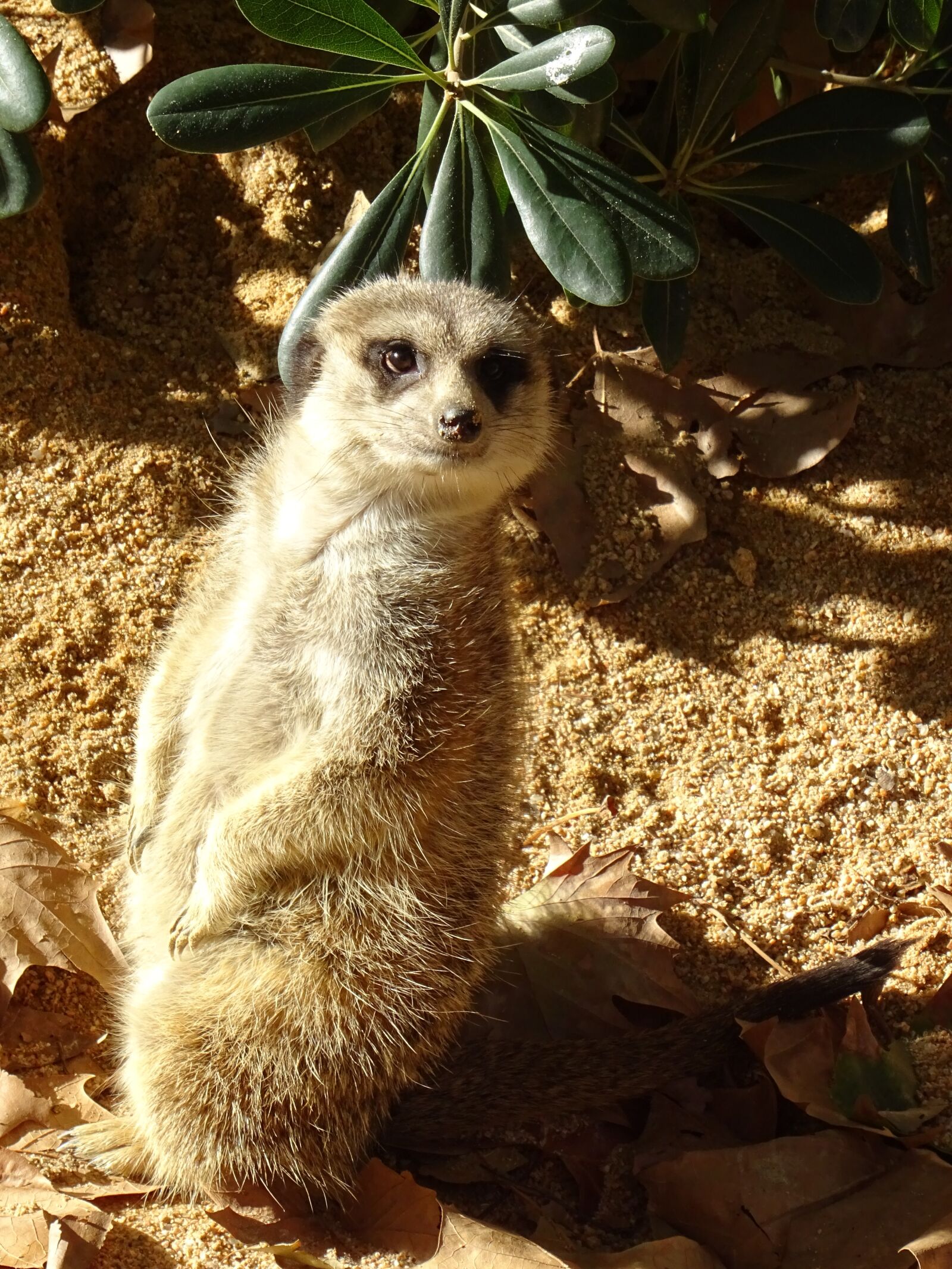 Sony DSC-HX60 sample photo. Zoo, meerkat, cute photography