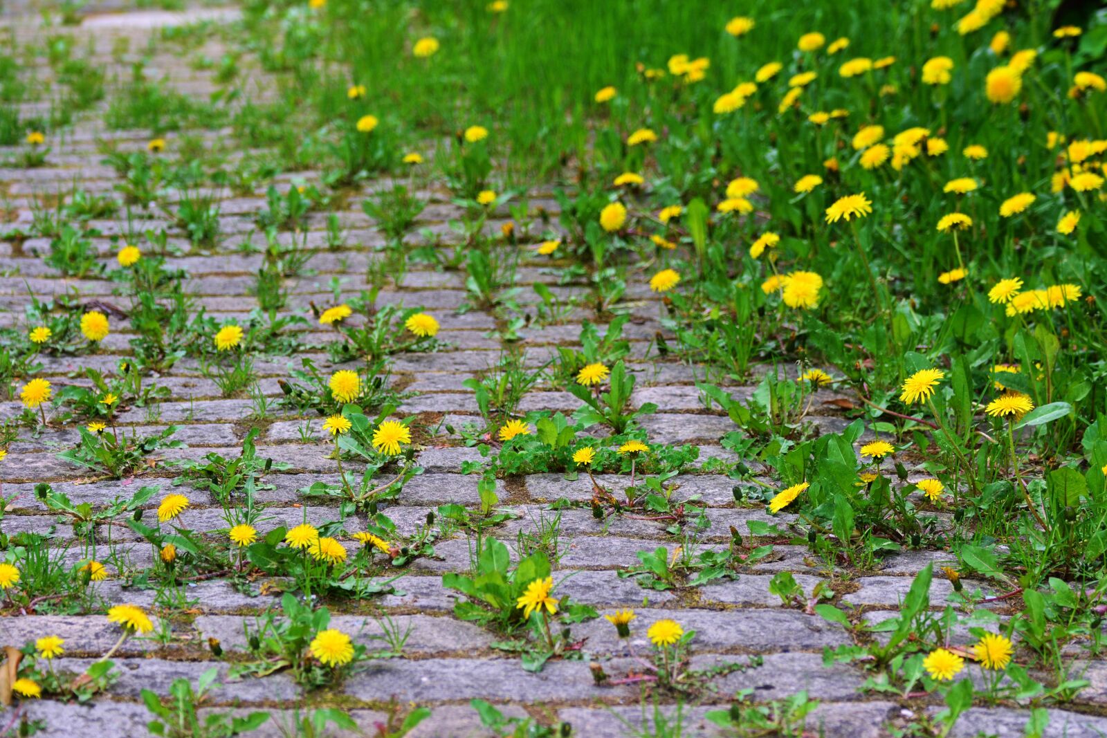 Nikon D5200 sample photo. Dandelion, patch, paving stones photography