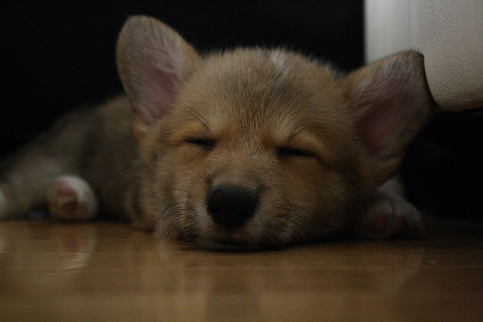 Canon EOS 1000D (EOS Digital Rebel XS / EOS Kiss F) sample photo. Sleeping, corgi, dog photography