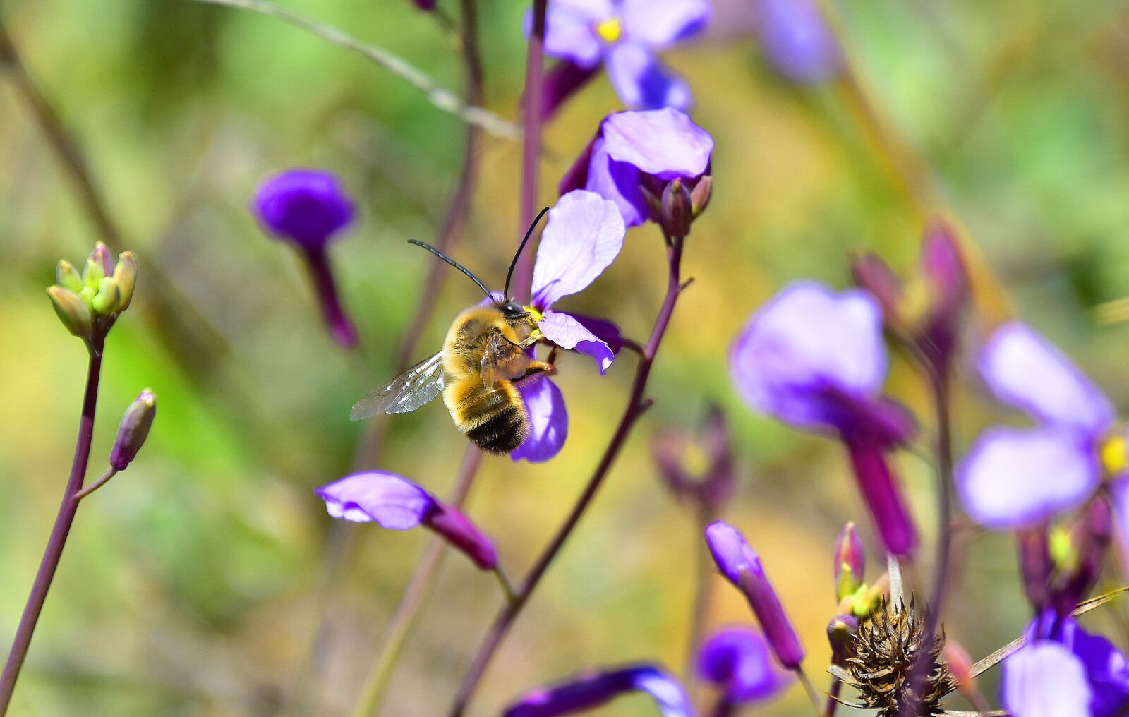 Nikon D7200 sample photo. Flower, nature, plant photography