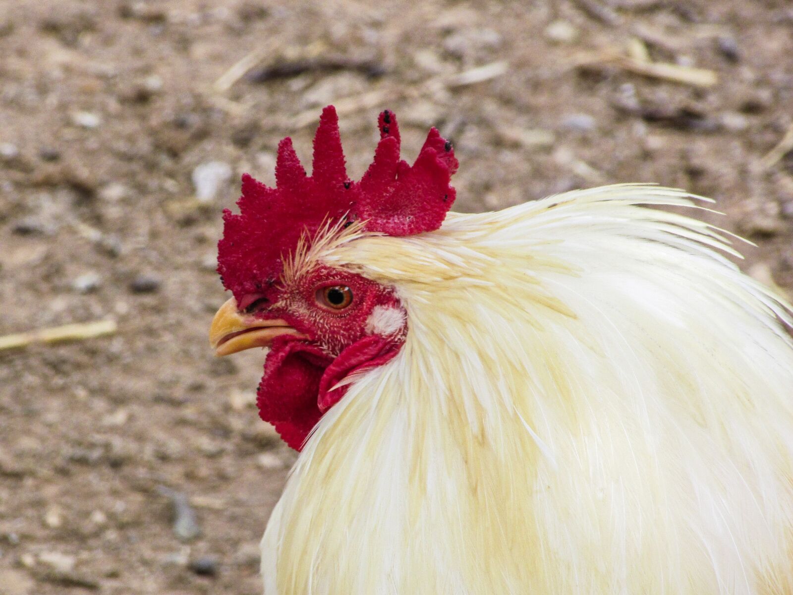 Canon PowerShot SX400 IS sample photo. Cock, hen, animal photography