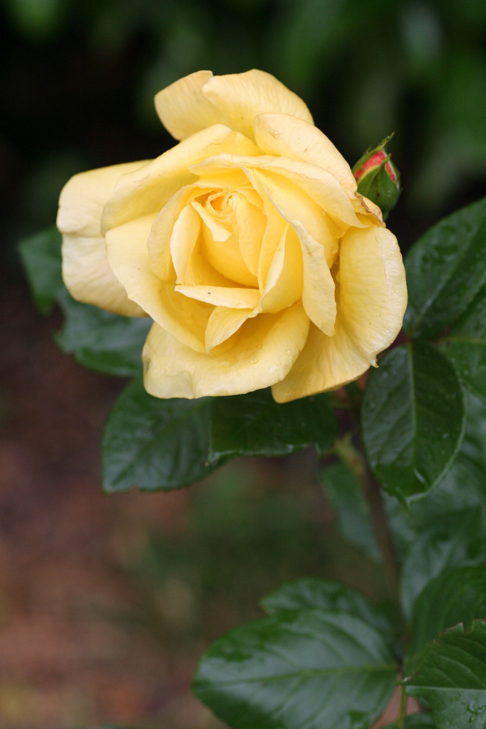 Canon EOS 350D (EOS Digital Rebel XT / EOS Kiss Digital N) sample photo. Pink, yellow, flower photography