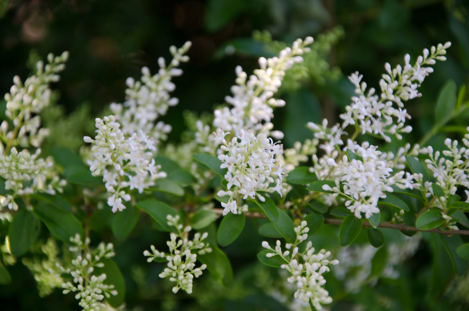 Nikon D7000 sample photo. Spring, flower photography