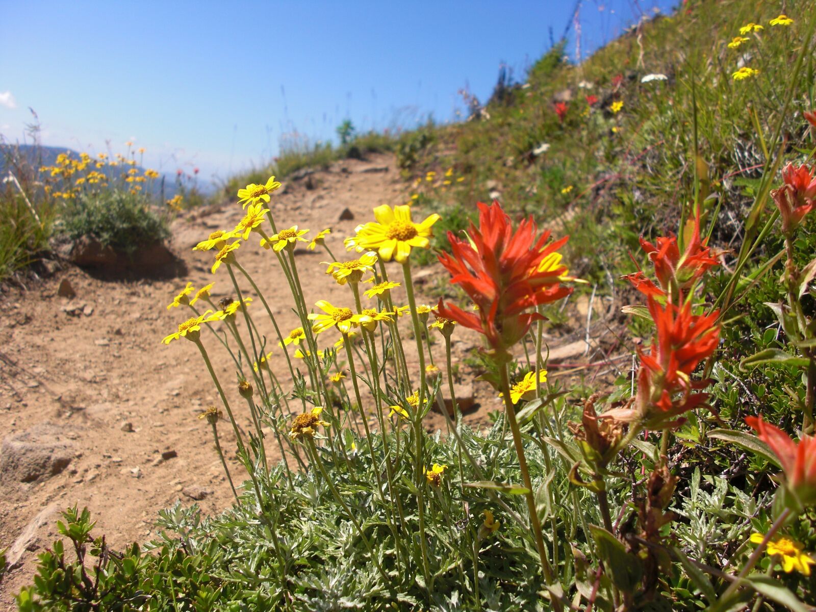 CASIO EX-S10 sample photo. Flowers, wildflowers, mountain photography