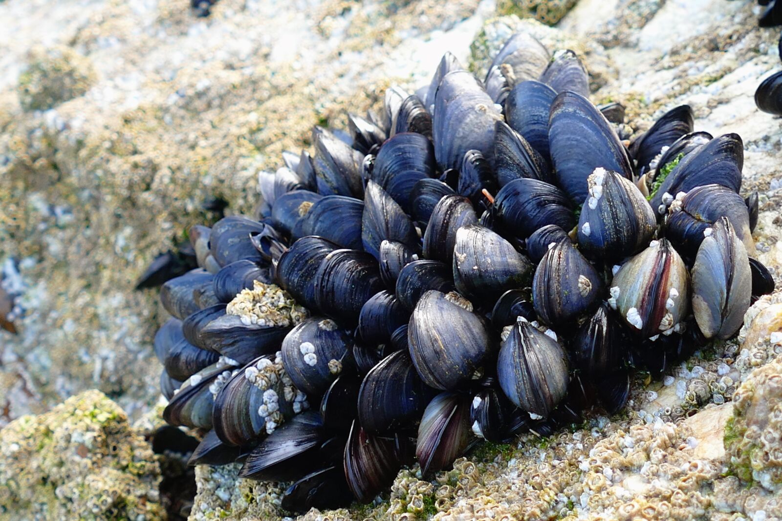 Panasonic Lumix DMC-FZ1000 sample photo. Shellfish, mussels, limpets photography