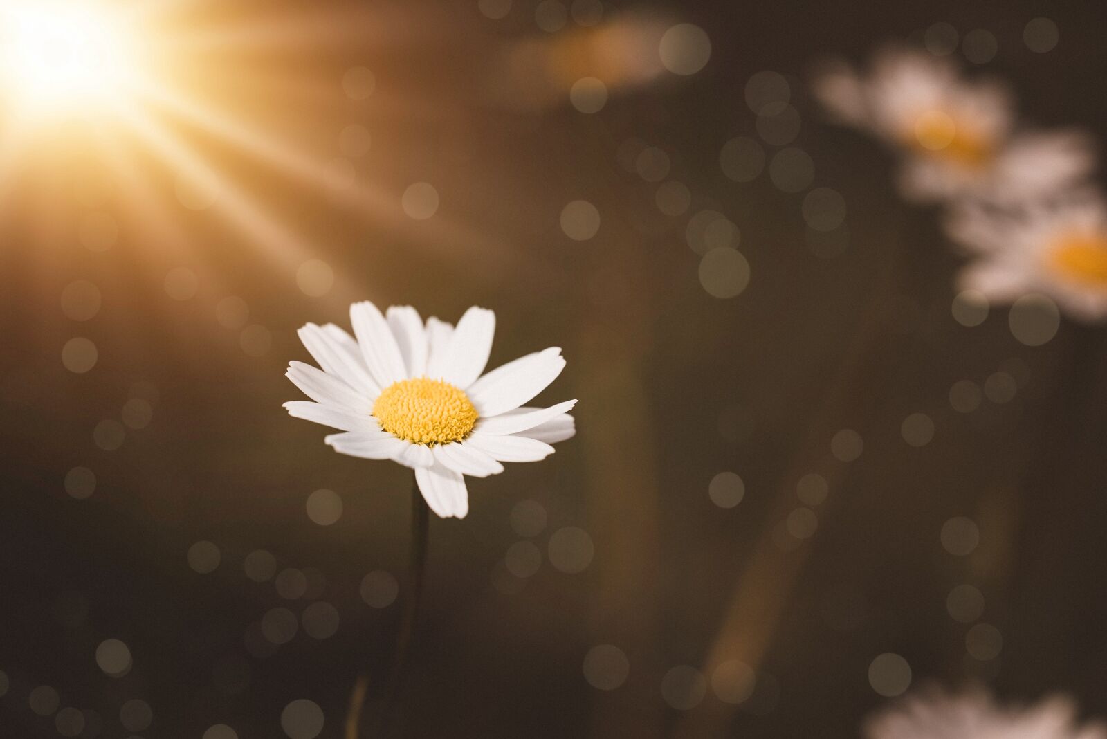Nikon D750 sample photo. Marguerite, white, meadow margerite photography