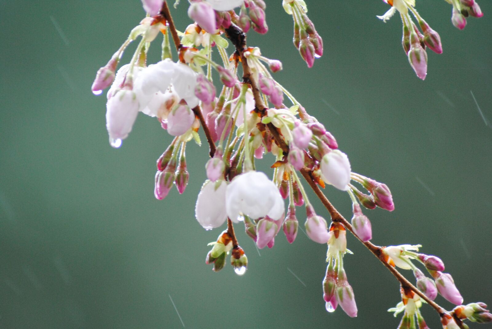 Nikon D3000 sample photo. May flowers, rain, blossom photography