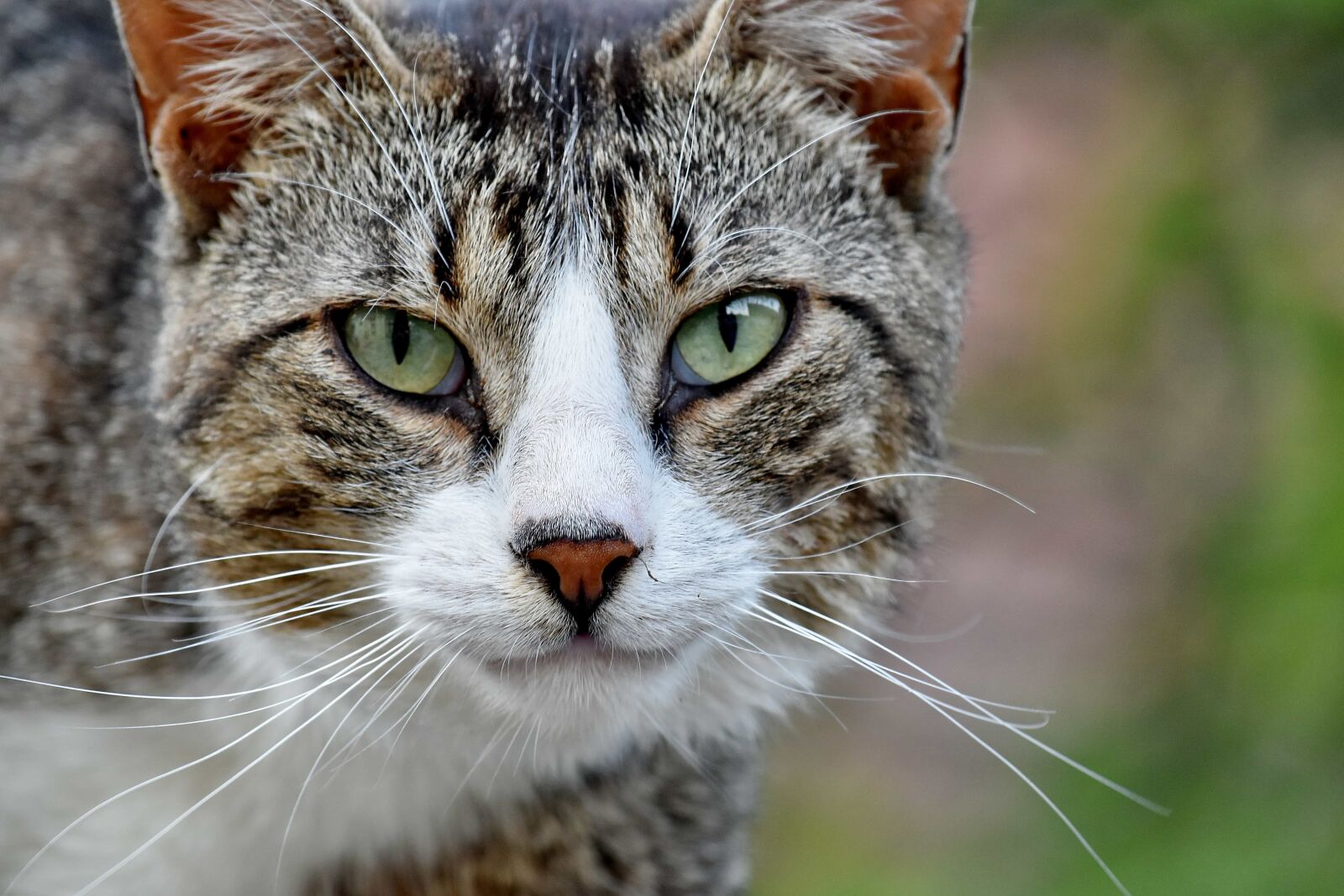 Nikon D5500 sample photo. Beautiful photo, domestic cat photography