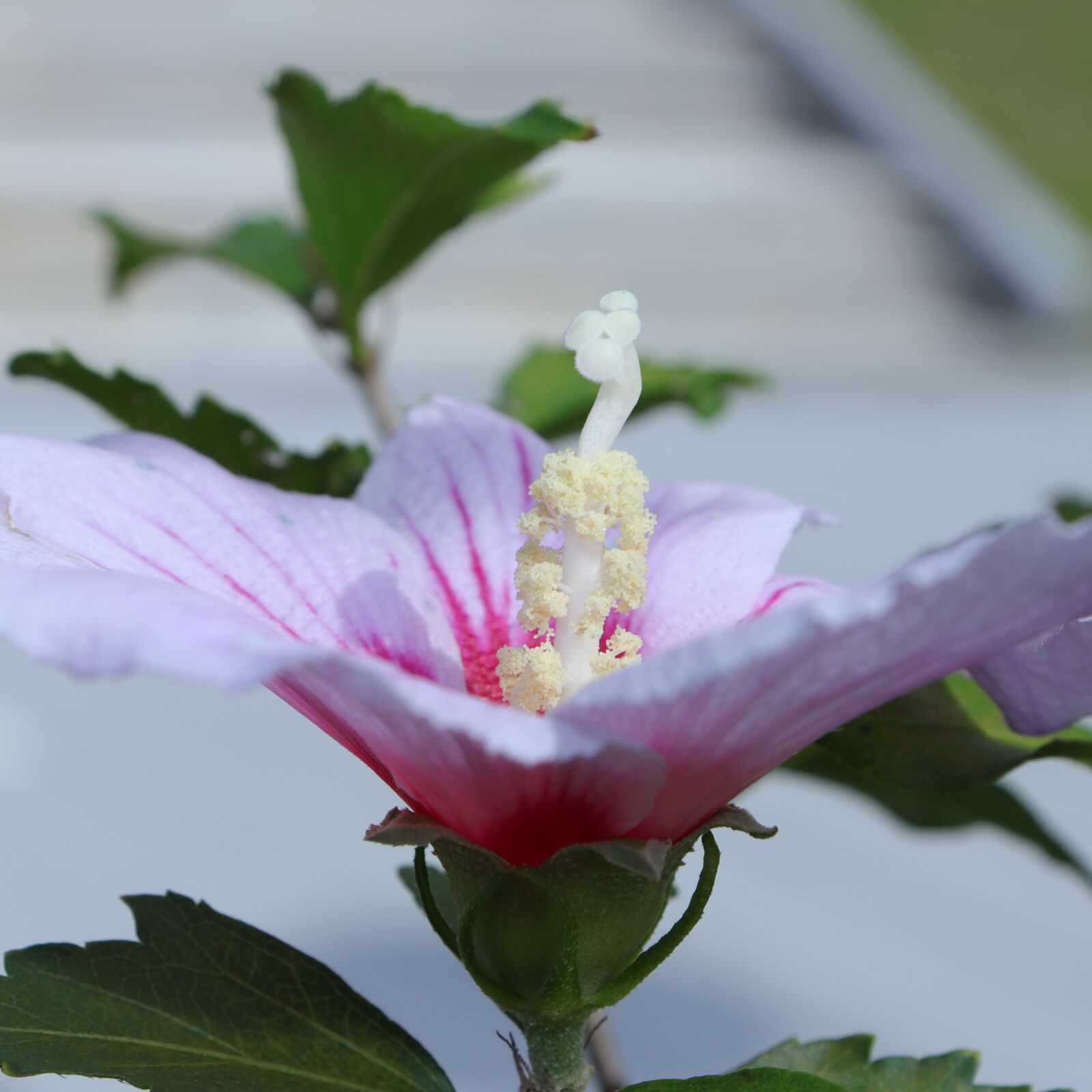 Canon EF-S 18-55mm F4-5.6 IS STM sample photo. Rose of sharon, rose photography