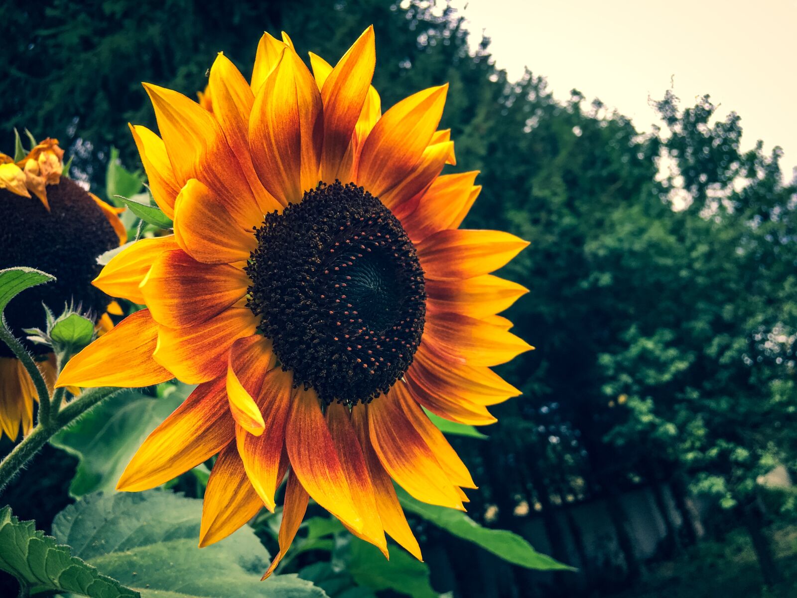 Apple iPhone 6s sample photo. Sunflower, summer, garden photography
