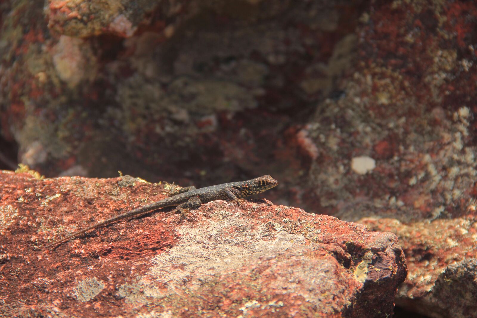 Canon EOS 550D (EOS Rebel T2i / EOS Kiss X4) sample photo. Animal, calango, reptile photography