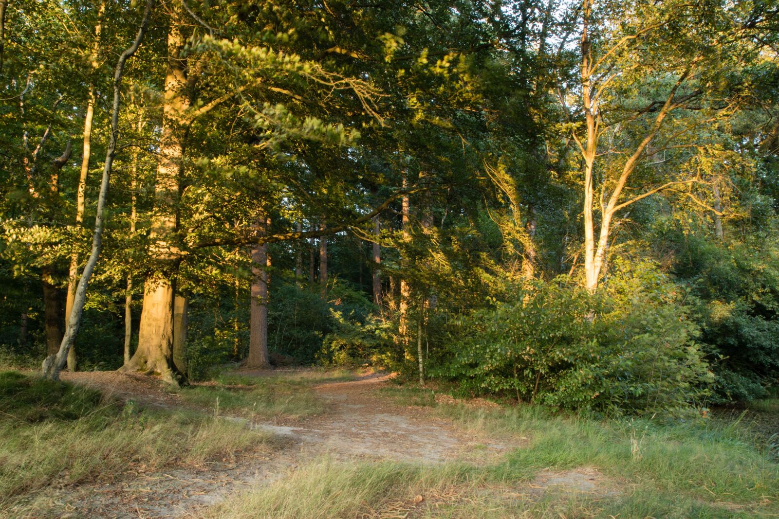 Canon EOS 6D Mark II sample photo. Gaasterland, sunset, forest photography