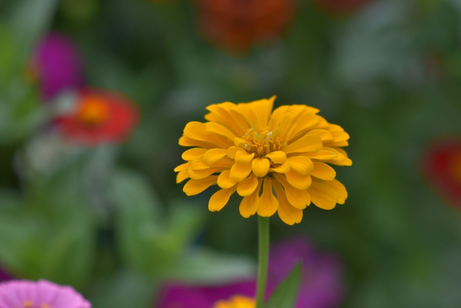 Nikon D7200 sample photo. Garden, plant, flower photography