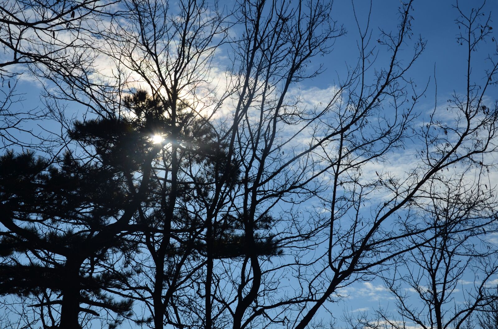 Nikon D5100 sample photo. Sky, tree, nature photography