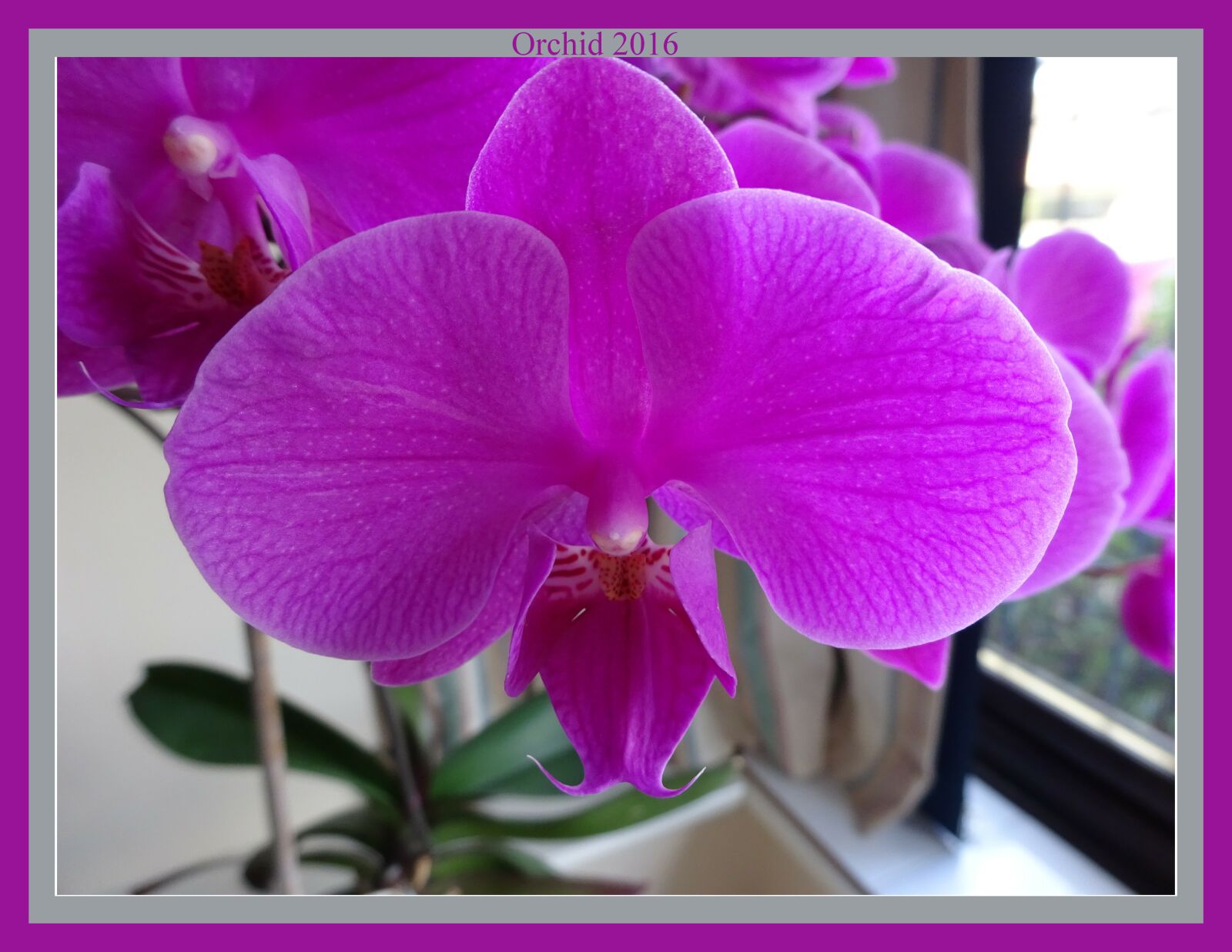 Sony Cyber-shot DSC-WX350 sample photo. Orchid, pink orchid, flower photography