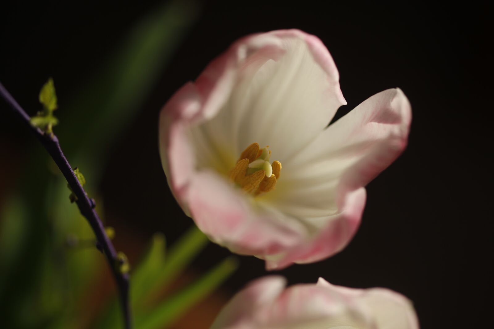 Canon EOS 5D Mark II sample photo. Tulip, stamp, blossom photography