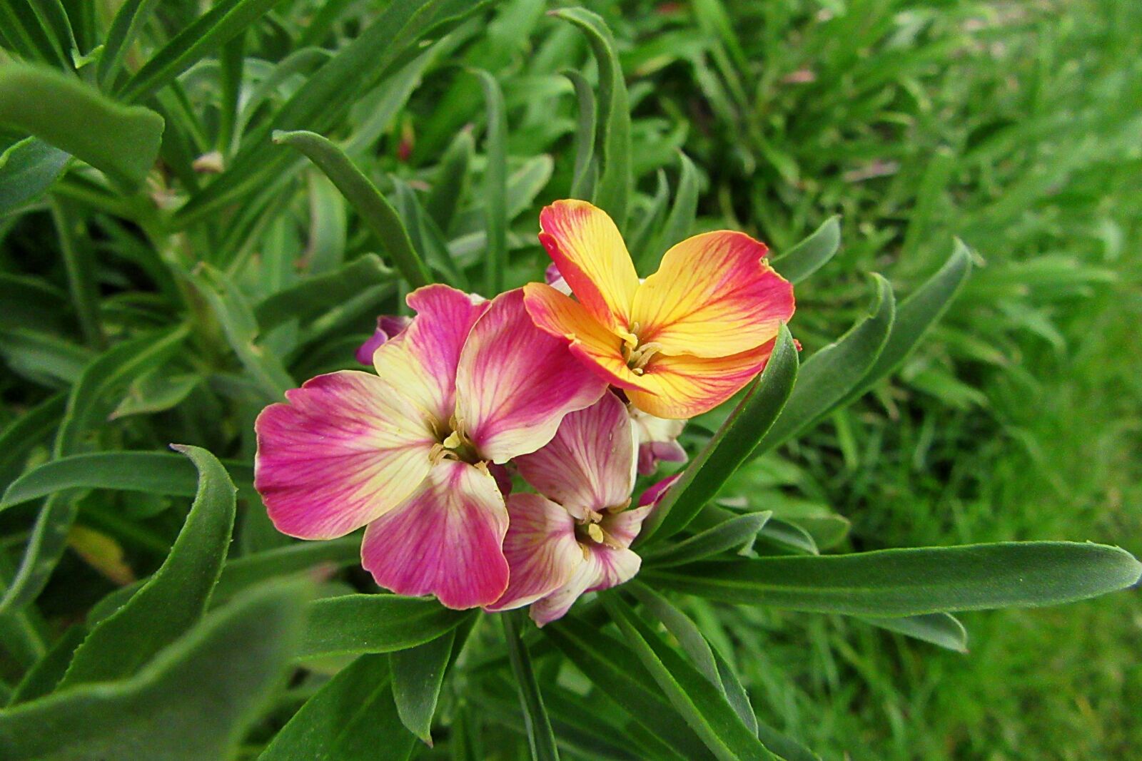 Canon PowerShot SX610 HS sample photo. Flowers, summer, coloured photography
