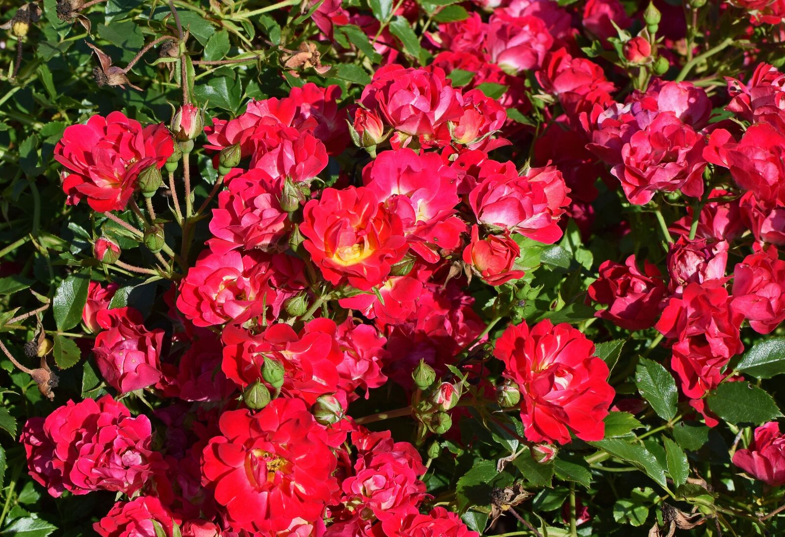 Nikon D3300 sample photo. Red rose shrub, rose photography