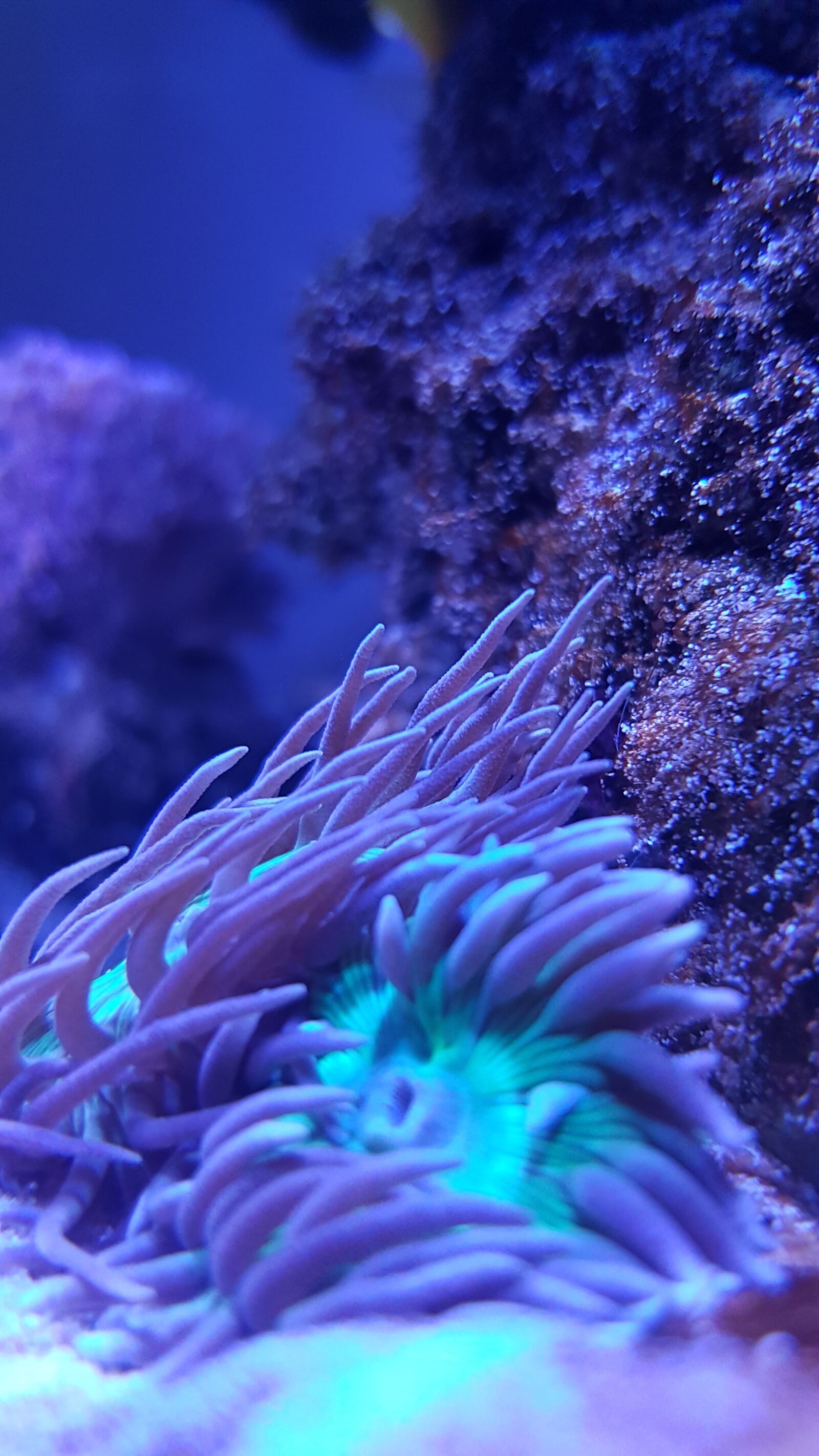 Samsung Galaxy S7 Edge sample photo. Underwater, coral, nature photography