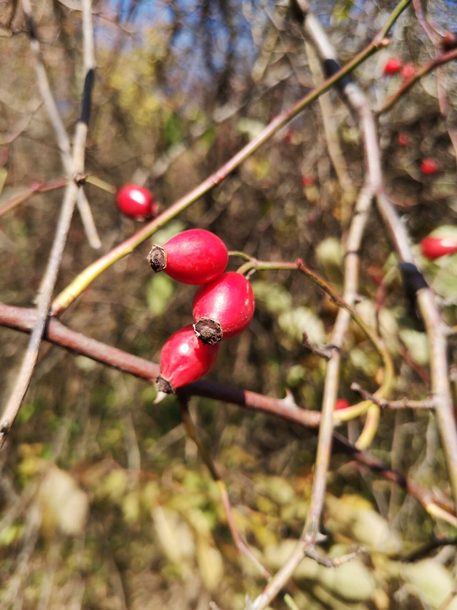 HUAWEI P20 sample photo. Wild rose, fruit, red photography