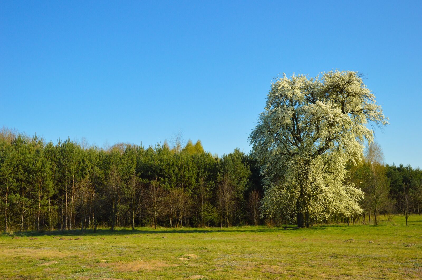 Nikon D3200 sample photo. Pear tree, pear, tree photography