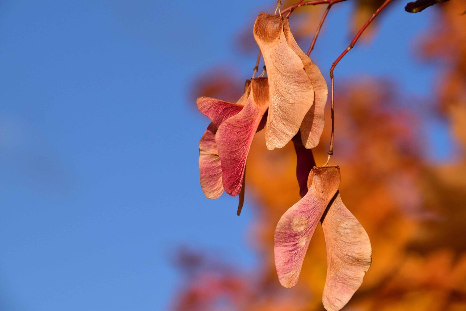 Nikon D3300 sample photo. Blue sky, flora, flower photography