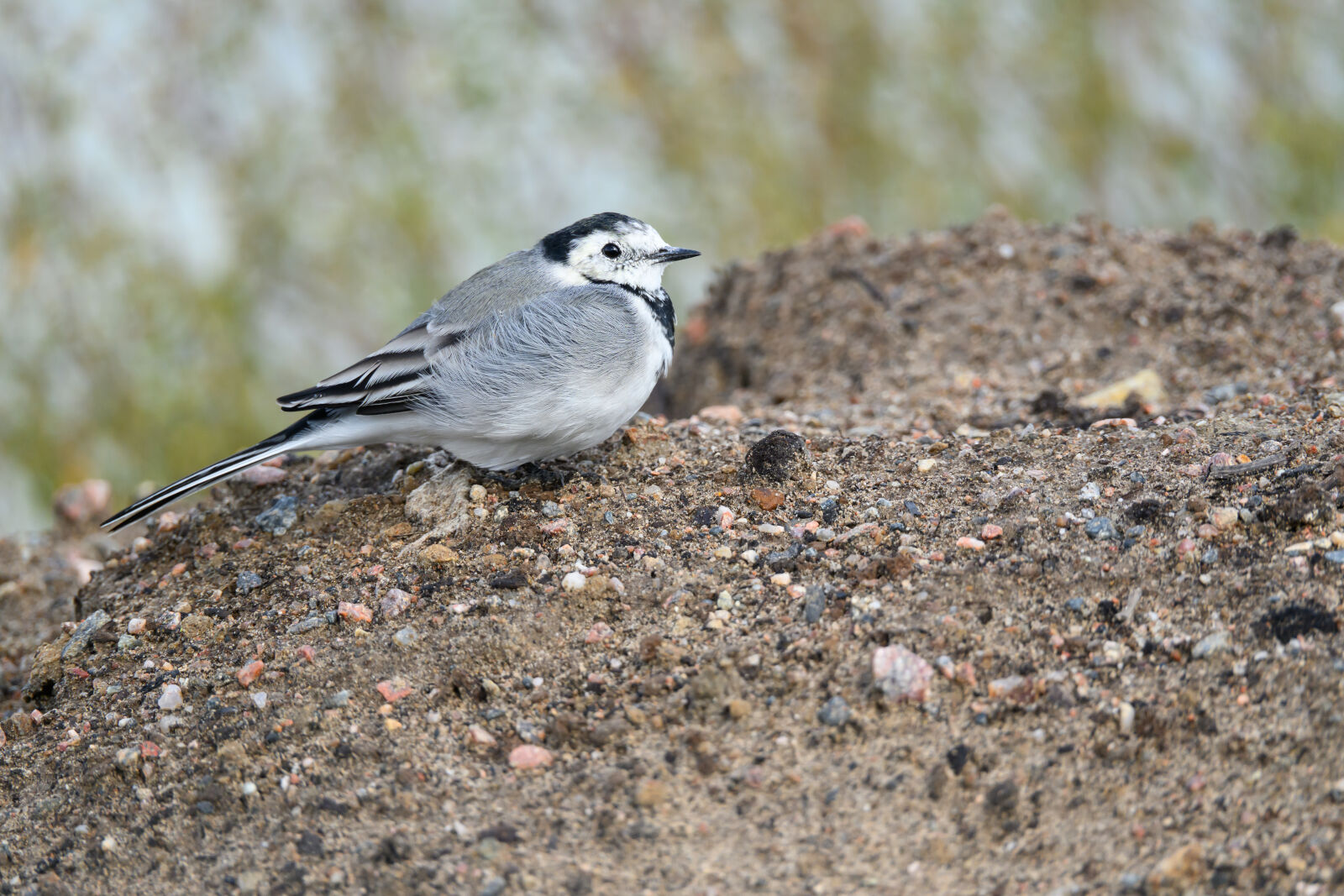 Nikon Z8 sample photo. Curious wagtail photography