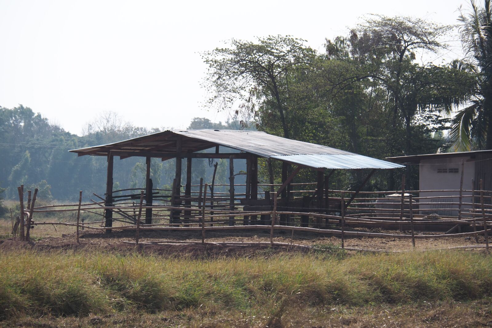 Olympus PEN E-PL7 sample photo. Farm, cow, agriculture photography