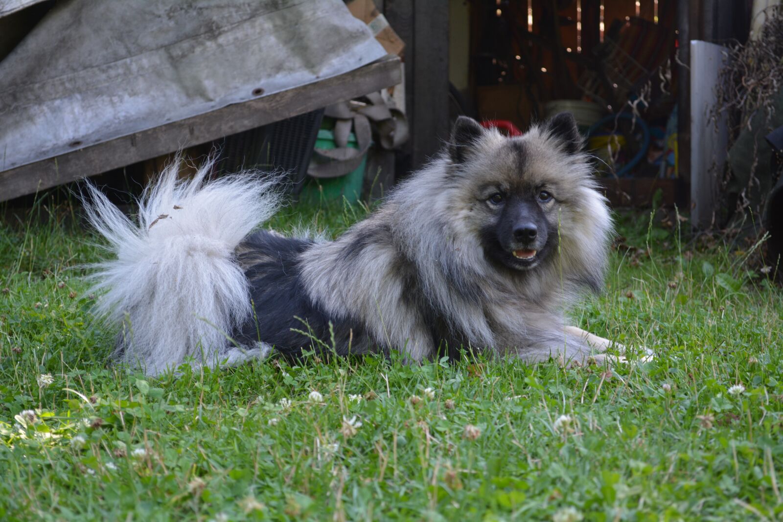 Nikon D5200 sample photo. Wolfsspitz, wood, dog photography