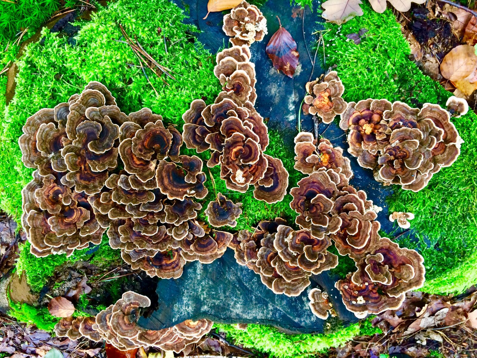 iPhone 5s back camera 4.15mm f/2.2 sample photo. Mushrooms, moss, wild mushrooms photography